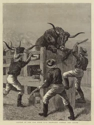 Bétail dans l